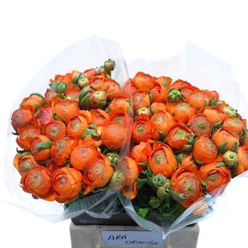 Ranunculus Success Alpha