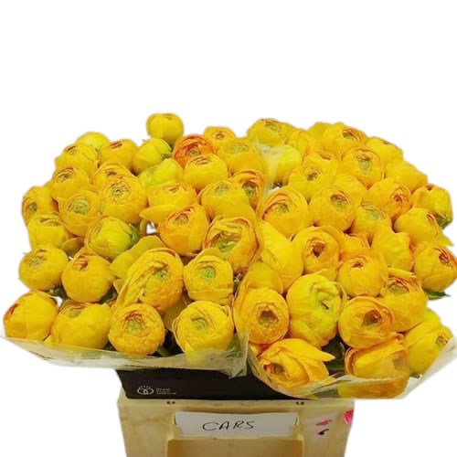 Ranunculus Success Cars
