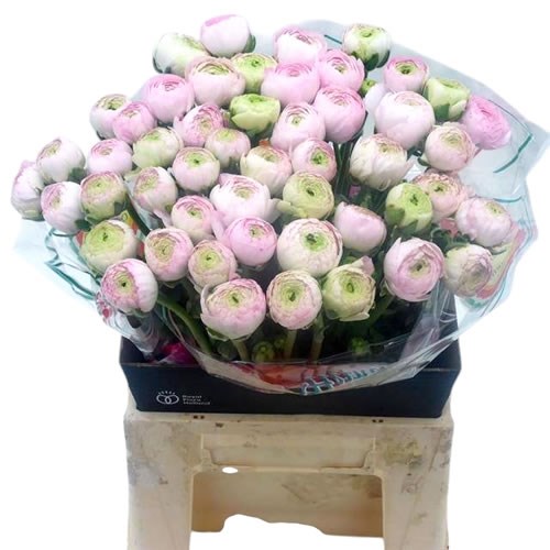Ranunculus Success Cebero