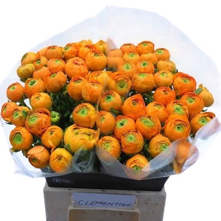 Ranunculus Success Clementine