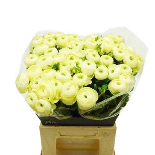 Ranunculus Success Commedia