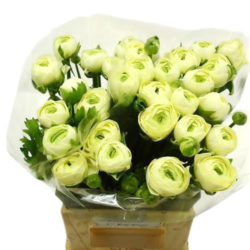 Ranunculus Success Hanoi Creme