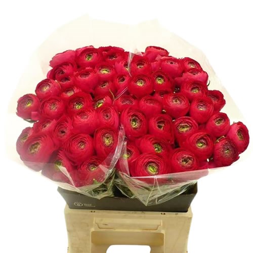 Ranunculus Success Passion