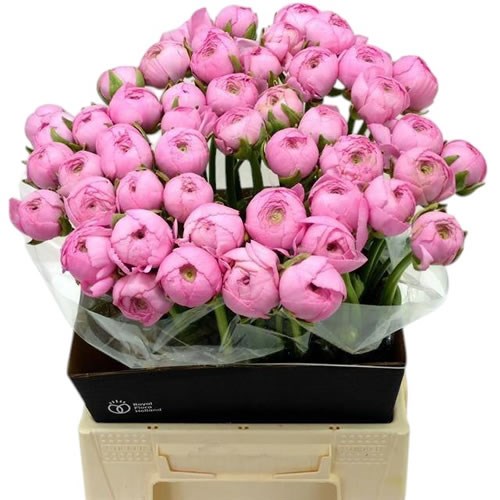 Ranunculus Success Peonia