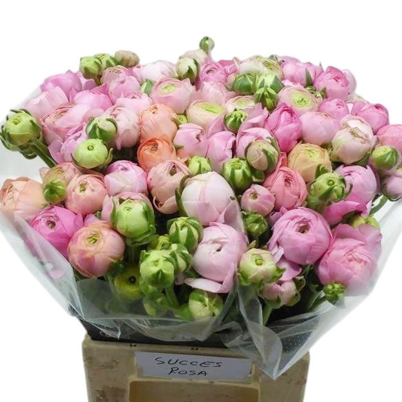 Ranunculus Success Pink
