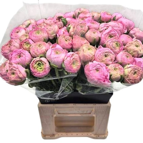 Ranunculus Success Pink
