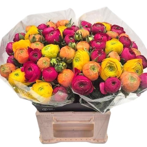 Ranunculus Success Pretty Amour