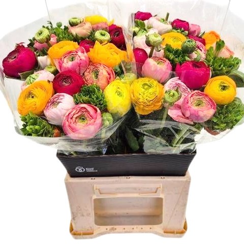 Ranunculus Success Pretty Festival