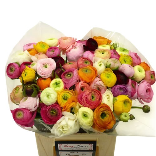 Ranunculus Success Pretty Mix