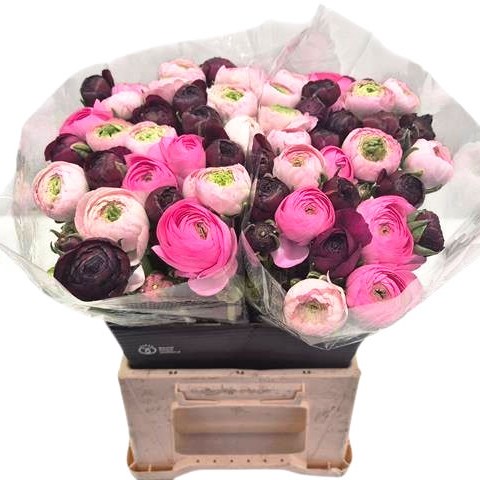 Ranunculus Success Pretty Pink