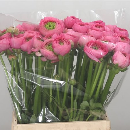 Ranunculus Success Rosado Extra