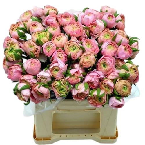 Ranunculus Success Shanghai