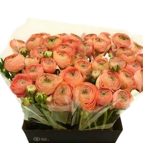 Ranunculus Success Tuareg