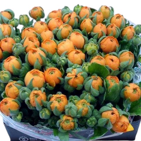 Ranunculus Success Tuino