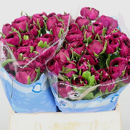 Ranunculus Violette Sherry