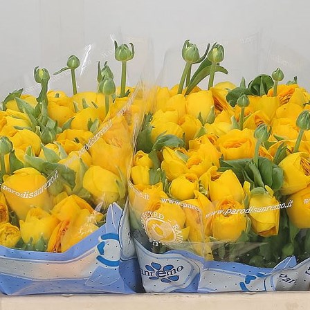Ranunculus Yellow 129