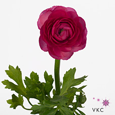 Ranunculus Amandine Bonbon