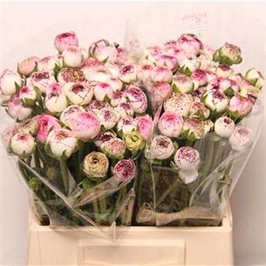Ranunculus Andrea Cappuccino