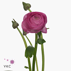 Ranunculus Elegance Dark Pink