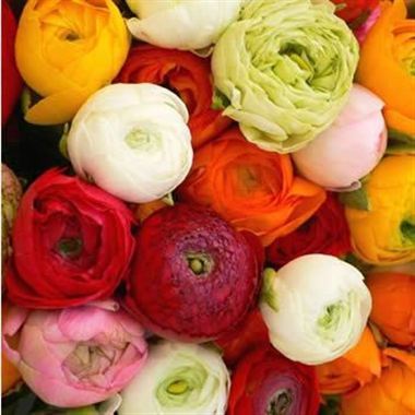 Ranunculus Mixed (Cols may vary to image)