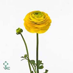 Ranunculus Pauline Gold