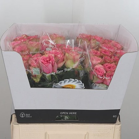 Rose Real Love Me Tender