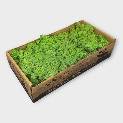 Reindeer Moss - Bright Green (Preserved)