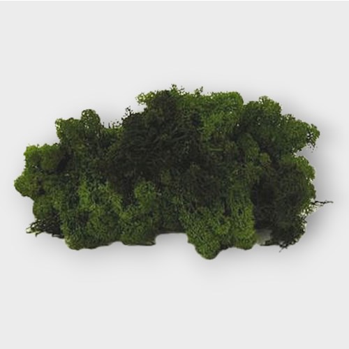 Reindeer Moss - Dark Green (Preserved)