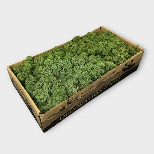 Reindeer Moss - Green (Preserved)