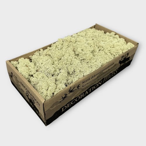 Reindeer Moss - Natural (Preserved)