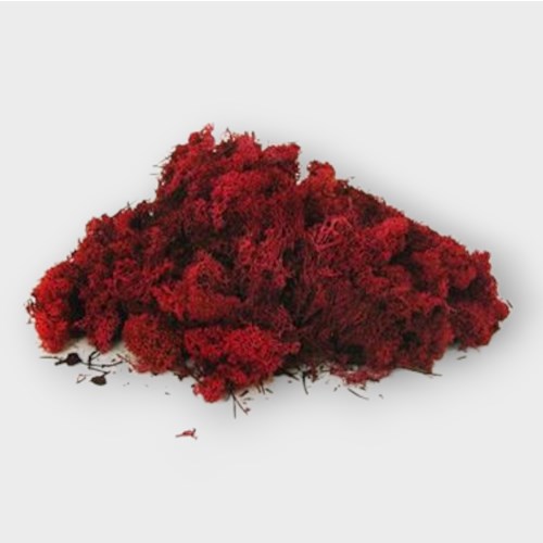 Reindeer Moss - Red (Preserved)