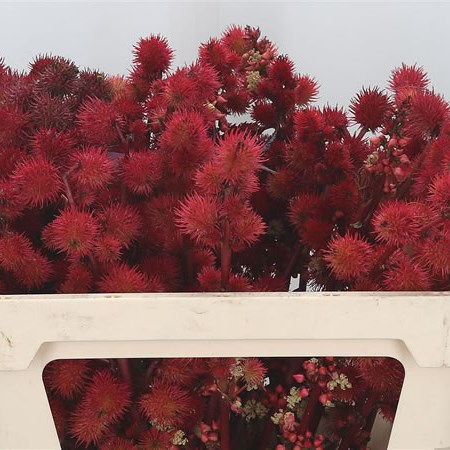 Ricinus Communis