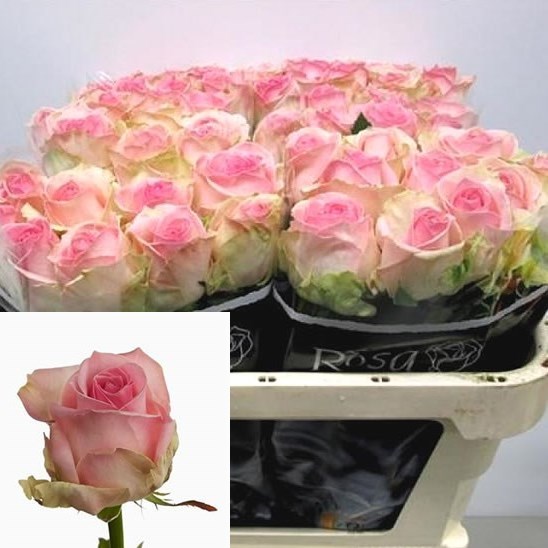 Rose Avalanche Sorbet 40cm (small headed)