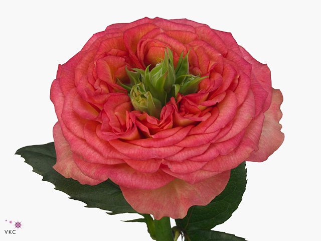 Rose houdini