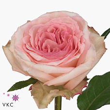 Rose o'hara