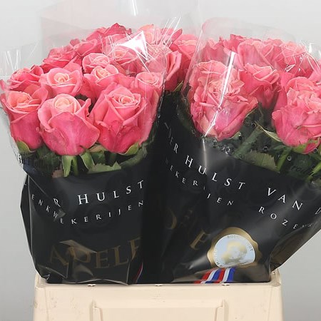 Rose Adele 40cm (Small Headed)