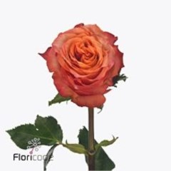ROSE ADVANCE ALAMBRA