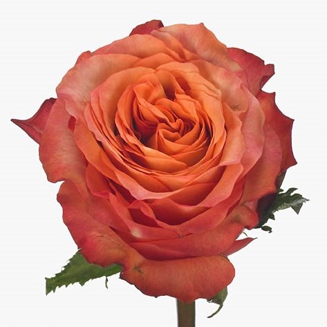 Rose Advance Alhambra