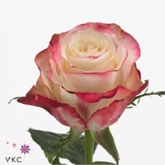 Rose Advance Sweetness