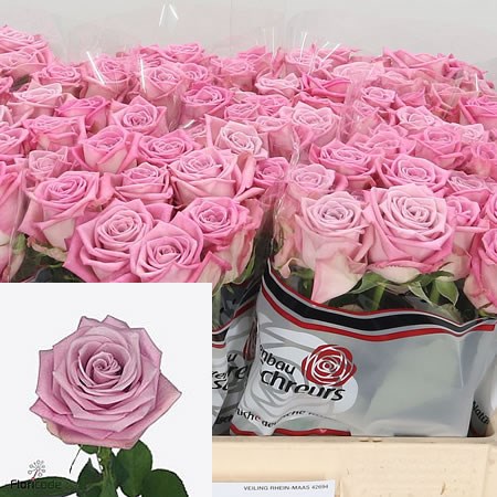 Rose Ahoi