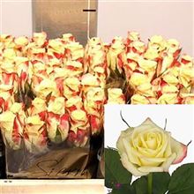 Rose Alison
