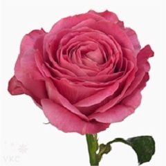 Rose All 4 Love