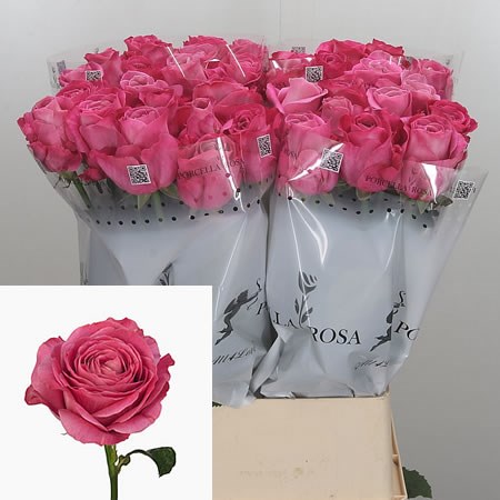 Rose All 4 Love 90cm | Wholesale Dutch Flowers & Florist