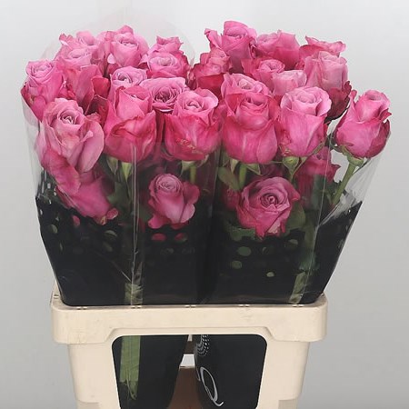 Rose All 4 Love (Ecuador)