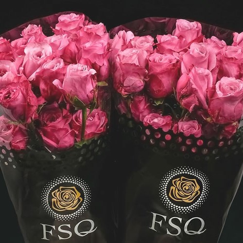 Rose All 4 Love (Ecuador Large Heads)