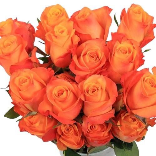 Rose Aloha (Ecuador Large Heads)