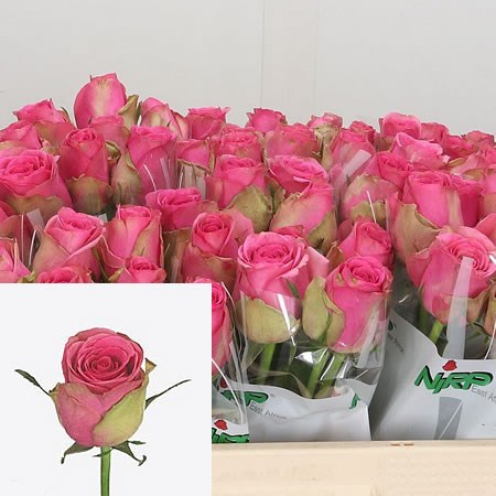 Rose Altavista