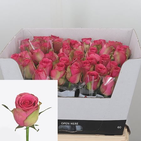 Rose Altavista