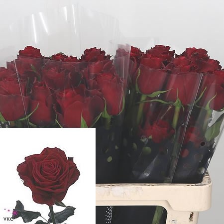 Rose Amada (Ecuador)