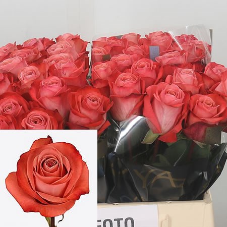 Rose Americano (Small)